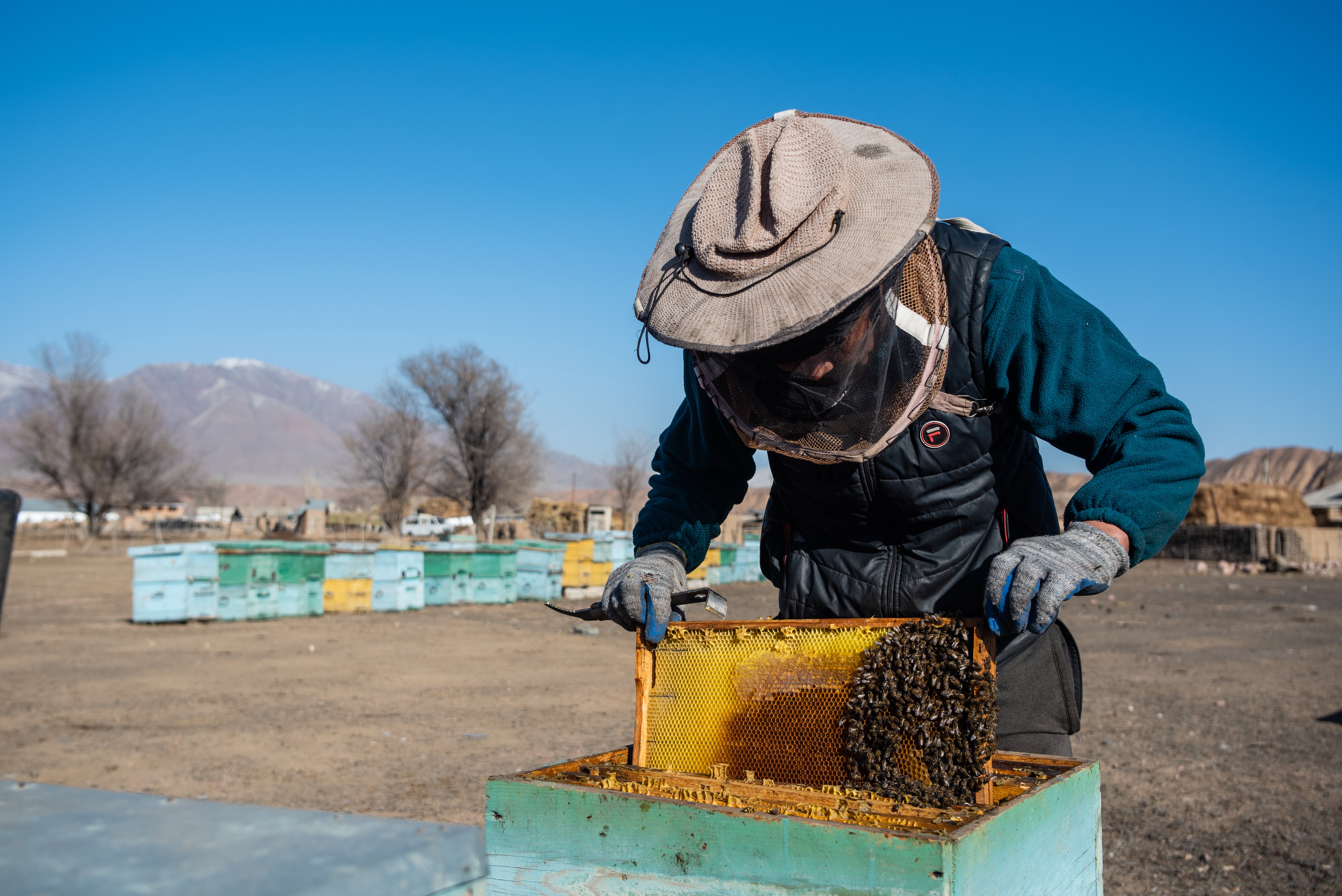 Как стать пчеловодом, если начинать приходится с нуля?