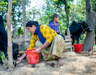 Тейми Чакма кормит своих коров. Фото: ВПП ООН/Сайед Асиф Махмуд