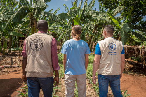 Staff from different humanitarian agencies working together. Photo: WFP/Giulio d'Adamo