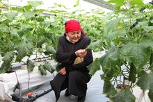 Япония поддерживает проекты ВПП ООН, направленные на расширение возможностей сельских женщин Кыргызстана