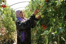 Производство продовольствия в Сирии достигло исторического минимума