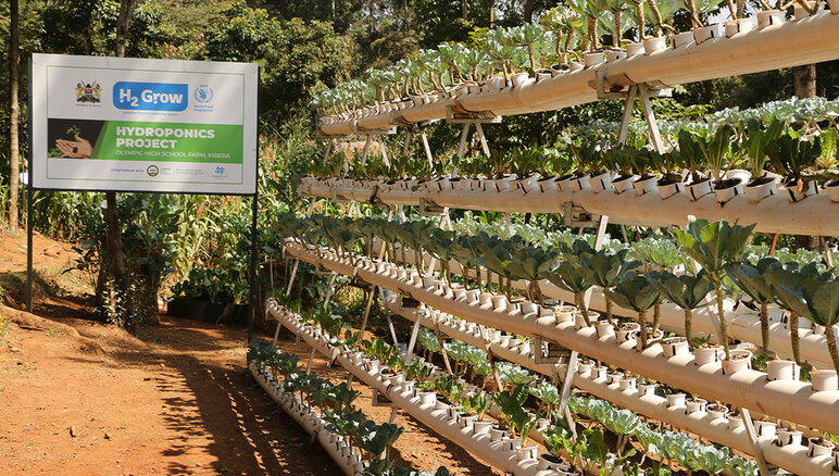 В Кибере, Кения, ВПП ООН внедрила гидропонное земледелие в Олимпийской начальной школе при активном участии школьников и местного сообщества. ВПП ООН/Мартин Карими